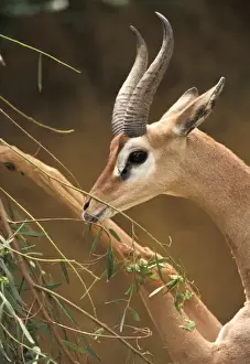 Male Gerenuk standing on hind legs feeding (Litocranius walleri)