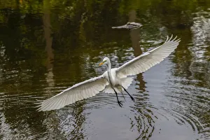 Images Dated 4th April 2022: Male Great egret flying, Merritt Island National Wildlife Refuge, Florida