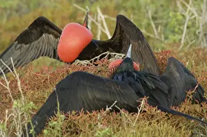 Dance Prints: Male Great Frigatebird (Fregata minor ridgwayi) mating display. Galapagos National Park
