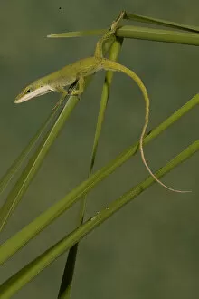 Images Dated 17th June 2004: Male green anole, Anolis carolinensis, in a Talahassee, FLA USA garden, feeding