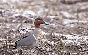 Green Winged Teal Prints: Male green winged teal along the Platte River near Kearney, Nebraska, USA