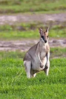 Queensland Prints: A male Grey kangaroos (Macropus giganteus) in field on a station in Queensland, Australia