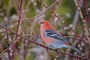 Kootenai Plains Prints: Male grosbeak near Nordegg, Alberta, Canada
