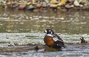 Images Dated 22nd May 2011: Male Harlequin duck in McDonald Creek in Glacier National Park, Montana, USA