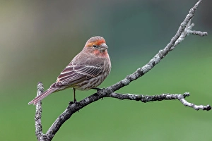 Plumage Prints: Male house finch, transitioning from winter plumage to breeding plumage, Kentucky