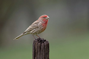 Male house finch in winter