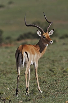 Images Dated 30th August 2011: Male Impala, Masai Mara, Kenya, Africa