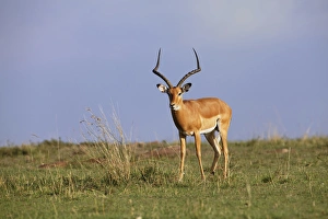 Images Dated 1st September 2011: Male Impala, Masai Mara, Kenya, Africa
