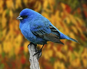Back Yard Prints: Male Indigo Bunting, Passerina cyanea