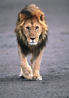 Male Lion on dry lake bed, Panthera leo, Tanzania Africa