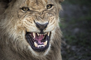 Lion Prints: male lion growling, close up