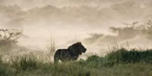 A male Lion at Lake Nakuru NP, Kenya