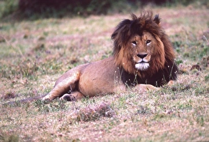 Lincoln Peak Prints: Male Lion after a large meal, Panthera leo, Tanzania, Africa