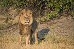 Images Dated 11th October 2017: male lion looking at viewer, close up