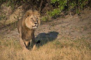 Stalking Prints: Male lion on lookout, intense look standing