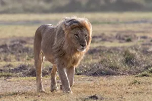Lion Prints: A male lion, Panthera leo, patrolling the territory
