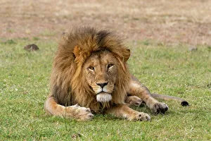 Relaxation Prints: A male lion, Panthera leo, resting on grass. Masai Mara National Reserve, Kenya, Africa