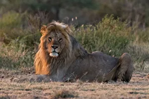 Lion Prints: A male lion, Panthera leo, resting at sunrise and looking at the camera