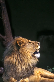 Regal Prints: A male lion ralaxes in the late afternoon sun, Africa