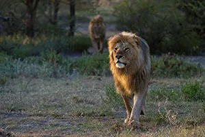 Lion Prints: Two male lions, Panthera leo, patrolling the territory at sunrise