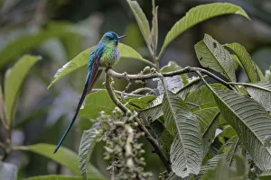 South America Prints: Male Long-tailed sylph, Ecuador