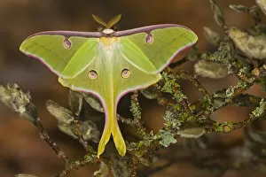 Images Dated 7th March 2006: Male Luna Silk Moth of North American photographed Sammamish, Washington