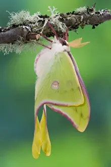 Silk Prints: Male Luna Silk Moth of North American photographed Sammamish, Washington