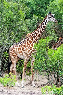 Tall Prints: Male Maasai Giraffe (giraffa camelopardalis), Maasai Mara National Reserve, Kenya, Africa