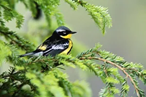 Magnolia Prints: Male Magnolia Warbler, Dendroica magnolia