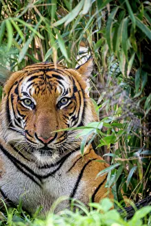 Staring Prints: A male Malayan tiger stares