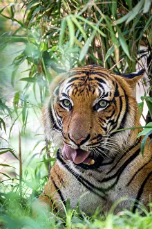 Staring Prints: A male Malayan tiger stares