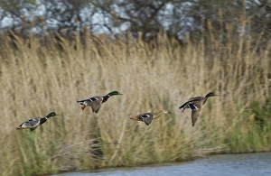 Images Dated 18th April 2012: Three male mallard ducks and one female mallard in flight
