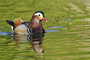 Male Mandarin Duck, Aix galericulata