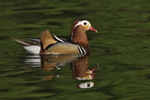 Images Dated 18th April 2006: Male Mandarin Duck (Aix galericulata) Louisville, Kentucky