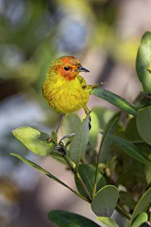 Migrating Prints: Male Mangrove warbler, yellow warbler, South Padre Island, Texas