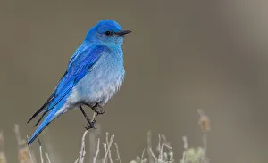 Bluebird Prints: Male mountain bluebird