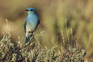 Male mountain bluebird