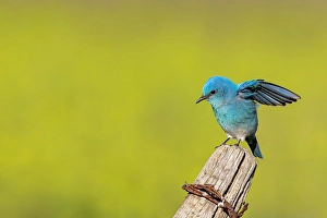 Images Dated 26th September 2024: Male mountain bluebird in the Mission Valley, Montana, USA. (Editorial Use Only)