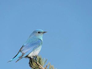 Thrush Prints: Male mountain bluebird on watch duty, East Mountains, New Mexico