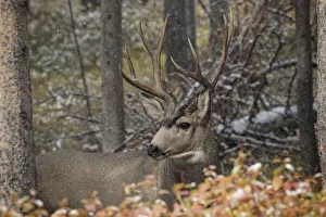 Male mule deer, Grand Teton National Park, Wyoming