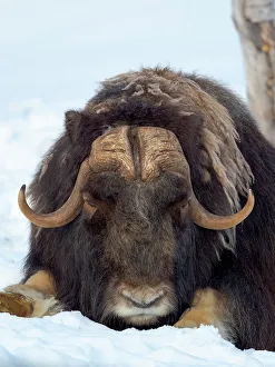 Artiodactyla Prints: Male muskox in deep snow during winter. Scandinavia, Norway, Bardu, Polar Park
