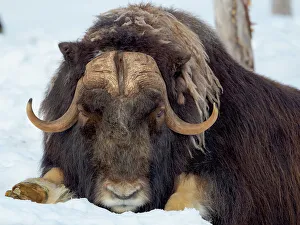 Artiodactyla Prints: Male muskox in deep snow during winter. Scandinavia, Norway, Bardu, Polar Park