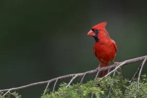 Images Dated 30th July 2020: Male northern cardinal
