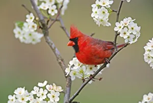 Song Bird Prints: Male Northern Cardinal