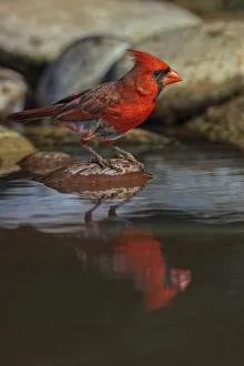 Bathing Prints: Male Northern Cardinal bathing in small desert pond, Rio Grande Valley, Texas