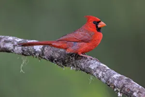 Images Dated 19th June 2022: Male Northern Cardinal Cardinalis cardinals, Rio Grande Valley, Texas