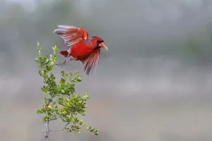Taking Off Prints: Male northern cardinal in flight, Rio Grand Valley, Texas