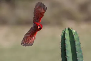 Images Dated 2nd March 2021: Male northern cardinal in flight, Rio Grand Valley, Texas