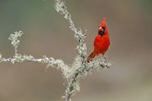Rio Grande Valley Prints: Male Northern Cardinal. Rio Grande Valley, Texas