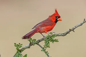 Rio Grande Valley Prints: Male Northern Cardinal, Rio Grande Valley, Texas